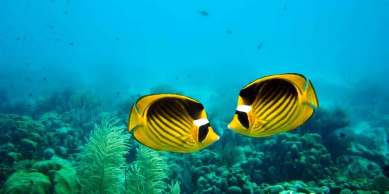Where Does Petco Get Its Fish In 2024? (Saltwater + More)