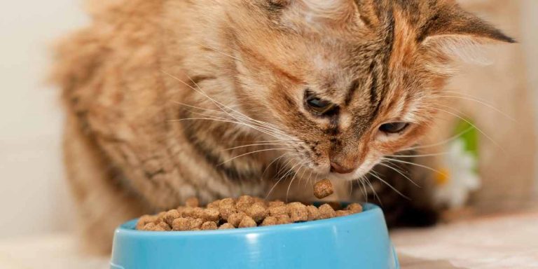 Does PetSmart Sell Cats Kittens In 2023 Try This Instead 