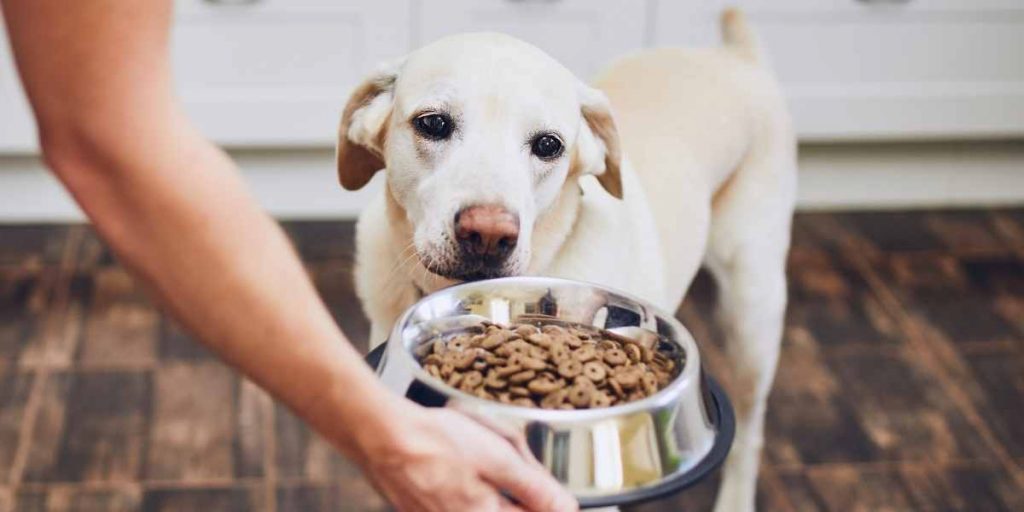 PetSmart Dog Food Return Policy 2022 Opened No Receipt PetSmart Dog Food Return Policy 2022 Opened No Receipt