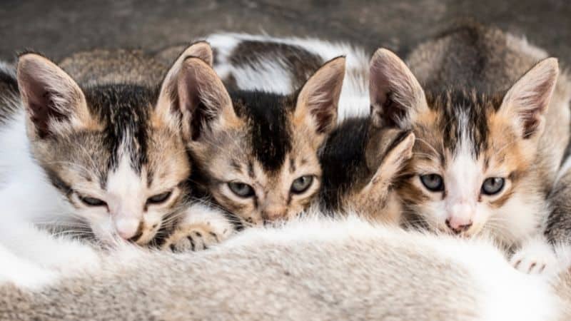 Does Petco Sell Cats And Kittens In 2023 Try This Instead 